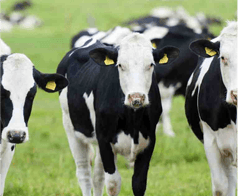 Afbeelding van koeien