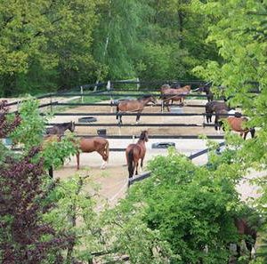 Foto kunststof rooster 1