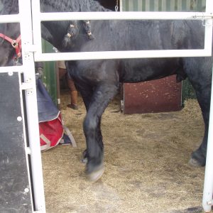 Paarden staltegel in uitloop