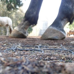 Grastegel voor paarden