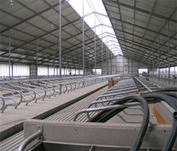 Rubber voor koeienstal