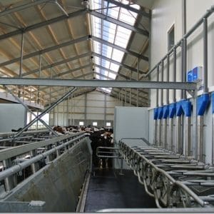 Noppenmat in melkstal en melkput