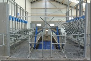 Koeien melkruimte voorzien van rubber