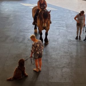 Kynologisch Nederland heeft gekozen voor de rubbervloer van Bos Rubber
