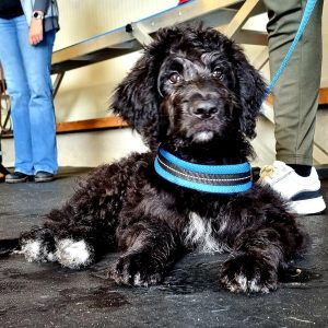 Hond op gemakkelijk te reinigen rubber vloer