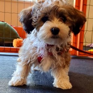 Hond staat op rubber vloer in hondenschool