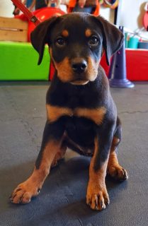 Rubbervloeren voor honden